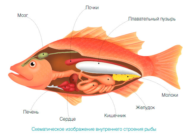 Схематическое изображение внутреннего строения рыбы