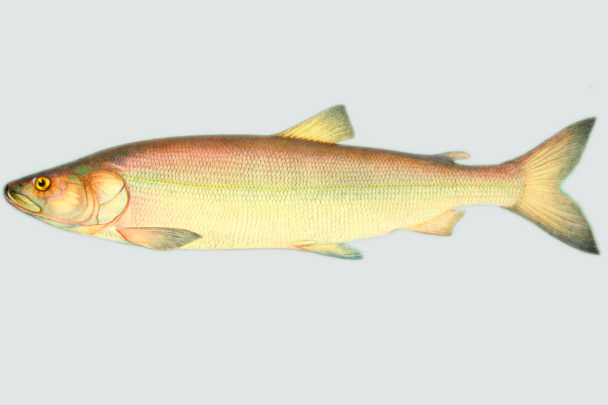 Нельма - Stenodus leucichthys nelma