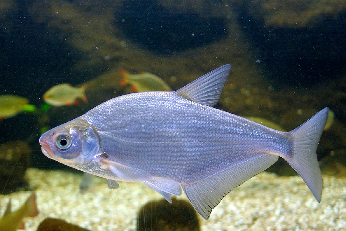Рыба Густера